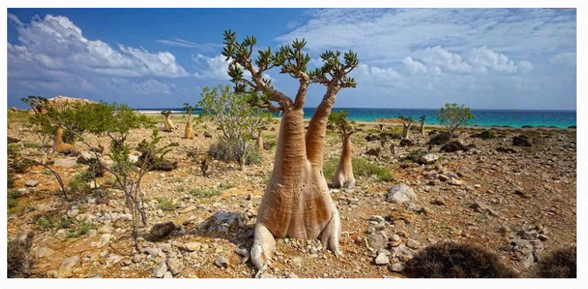 Island Of Socotra