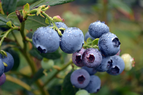 Blueberries are perennial flowering plants with blue– or purple–colored berries.