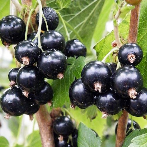 Blackcurrants is also a great food for brain.
