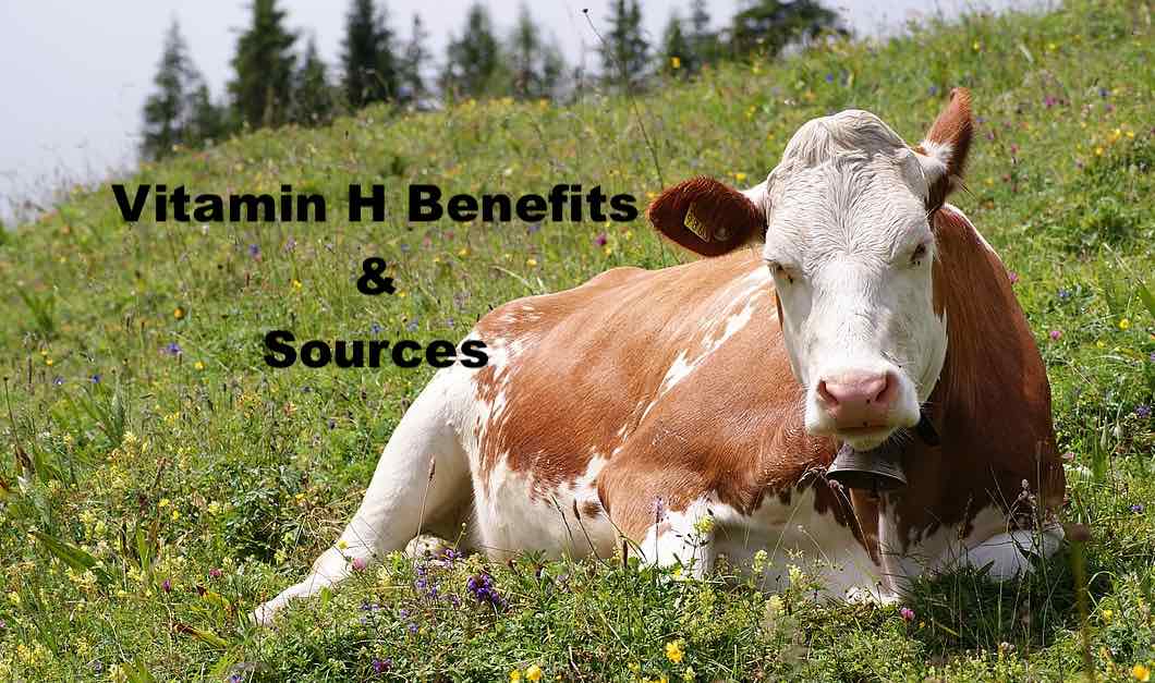 Vitamin H benefits for cow