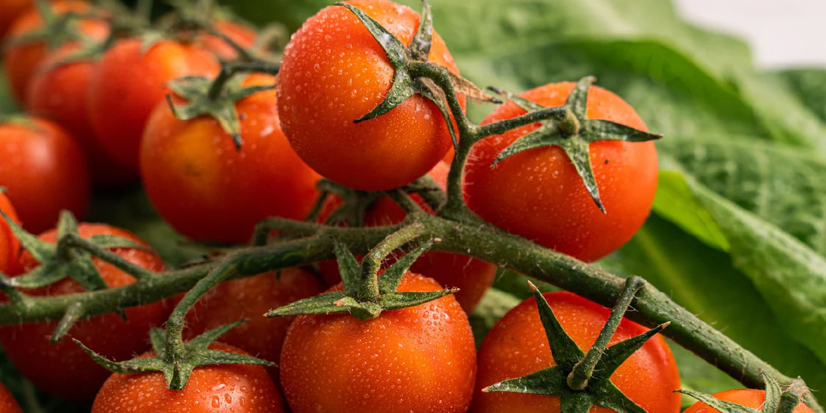 Tomato Allergy Myths