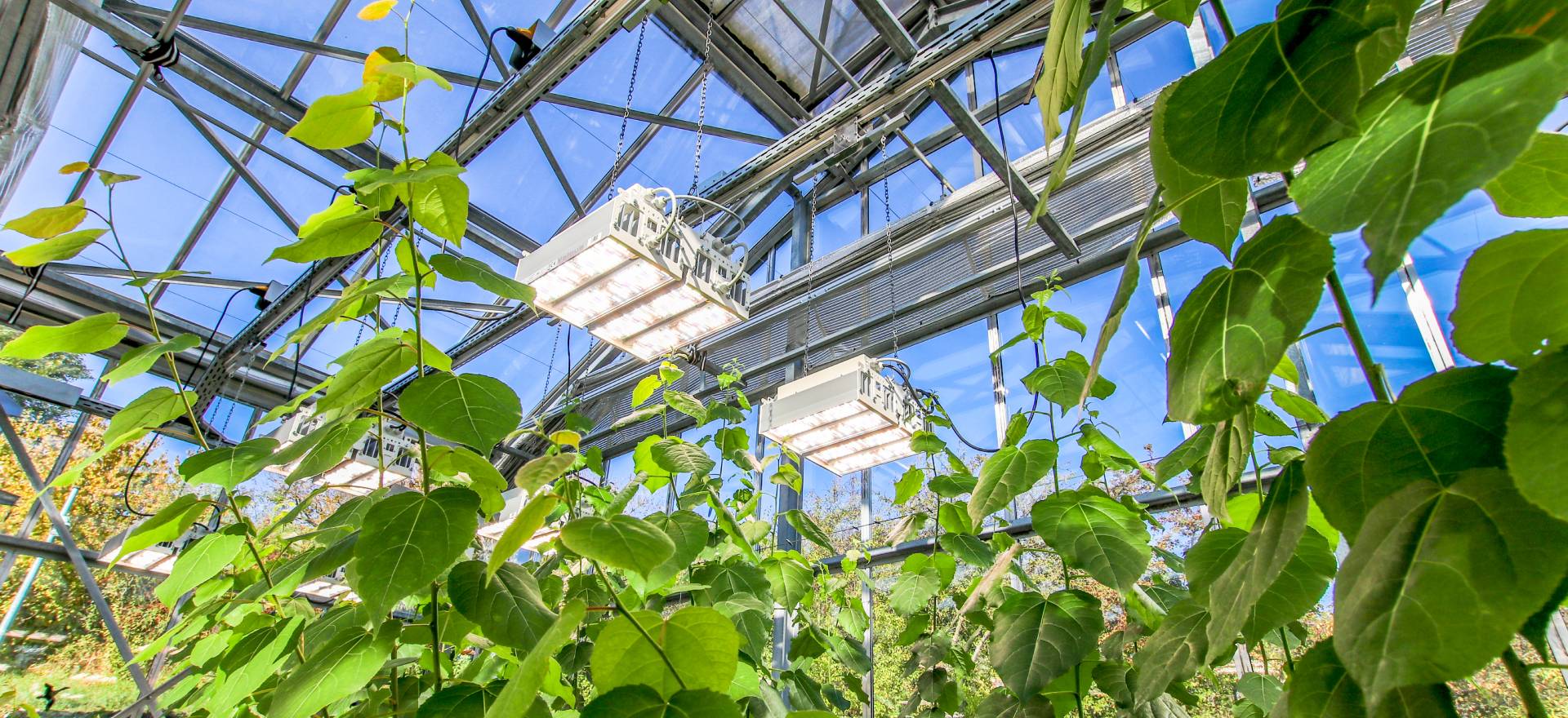 High-quality greenhouse LED grow lights