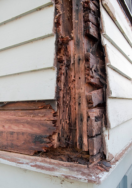 Termite Damage Repair