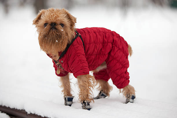 Best Coat for Dog