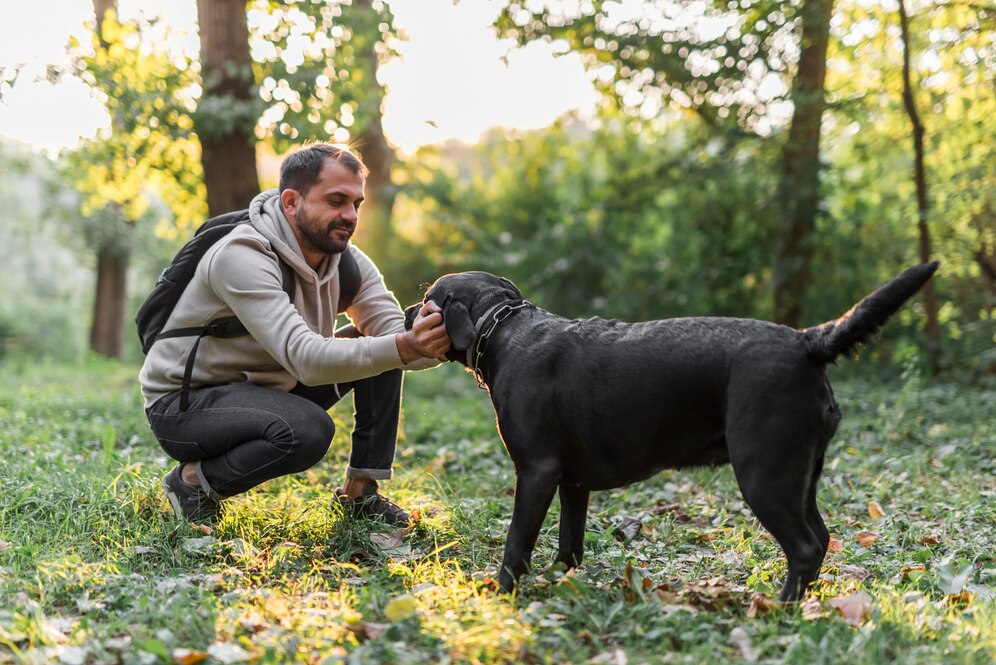 labrador retriever obedience training