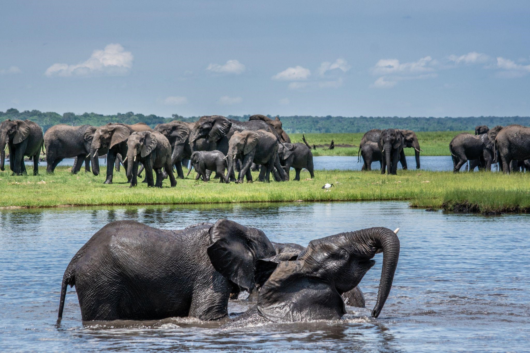 African safari vacation