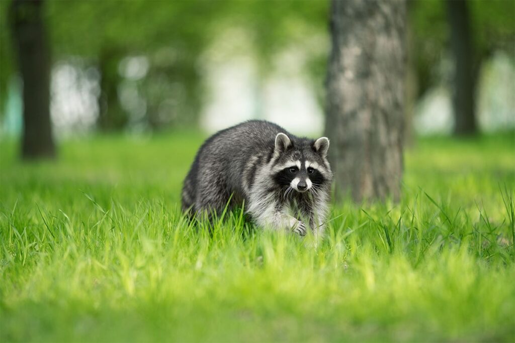 wildlife removal lansing mi