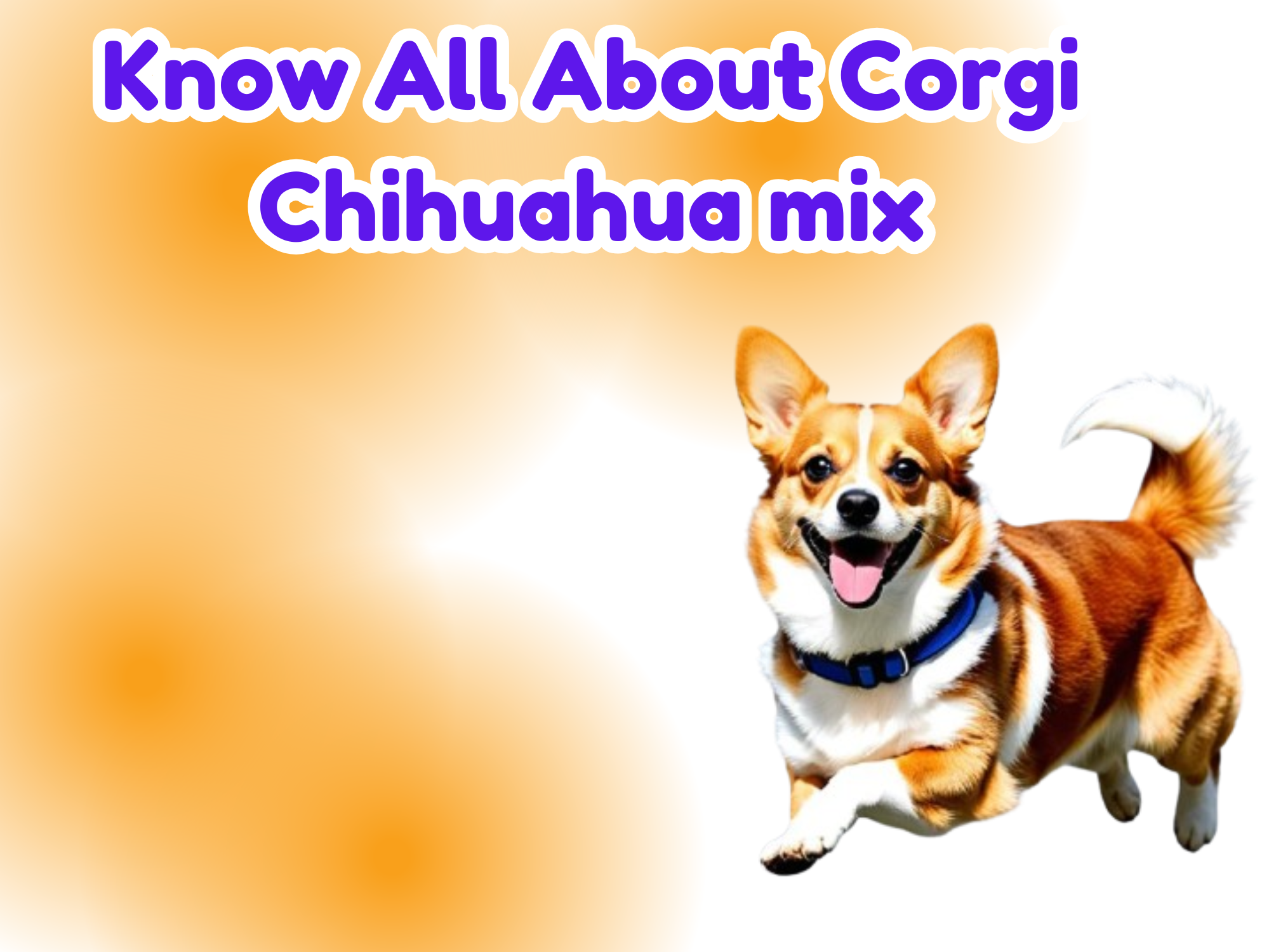 Corgi Chihuahua mix