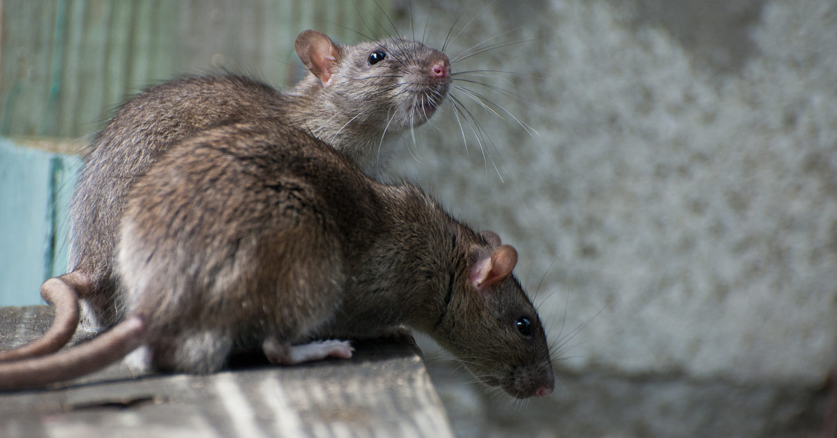 rat removal houston