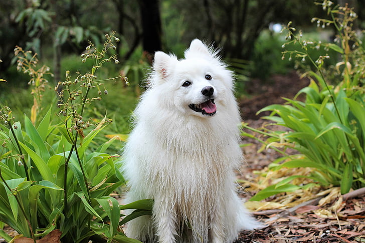 American Eskimo