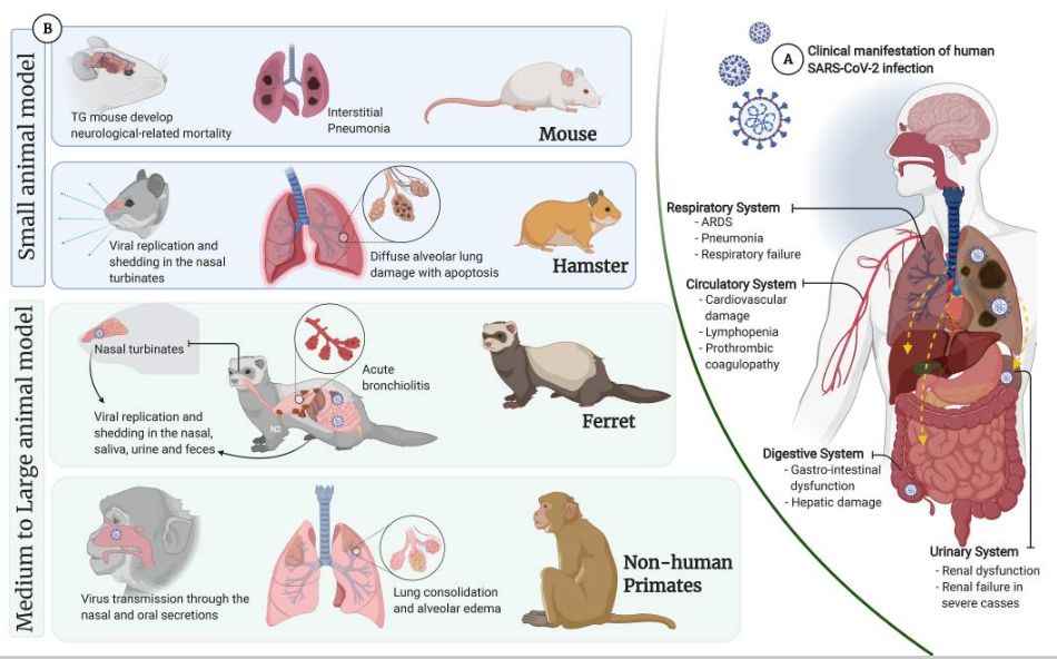 Coronavirus Animal Model