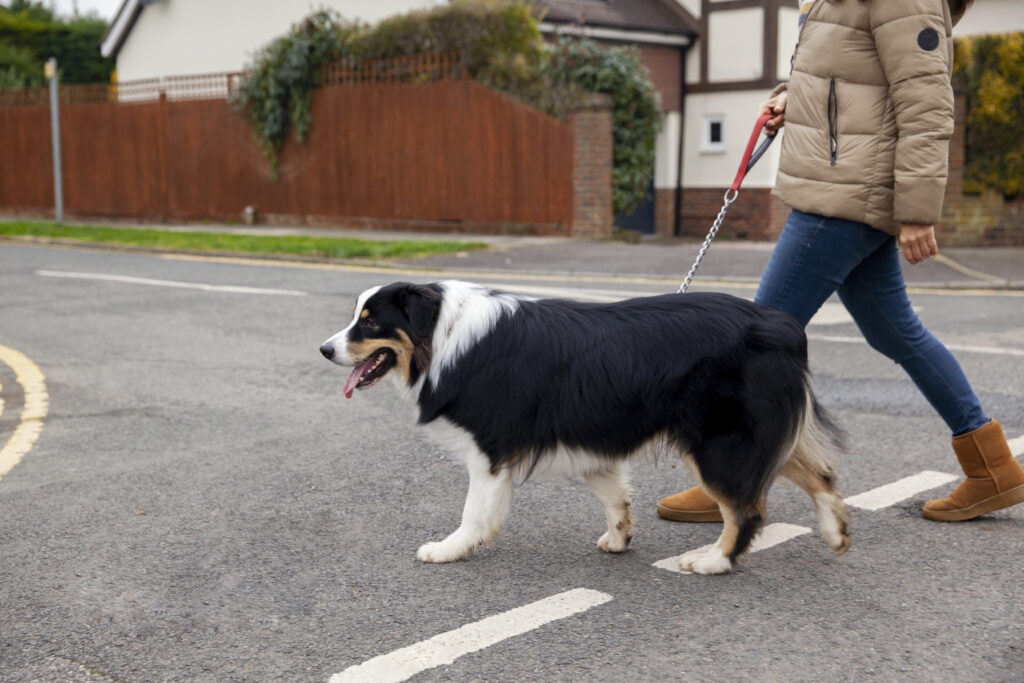 how to teach a dog to stay