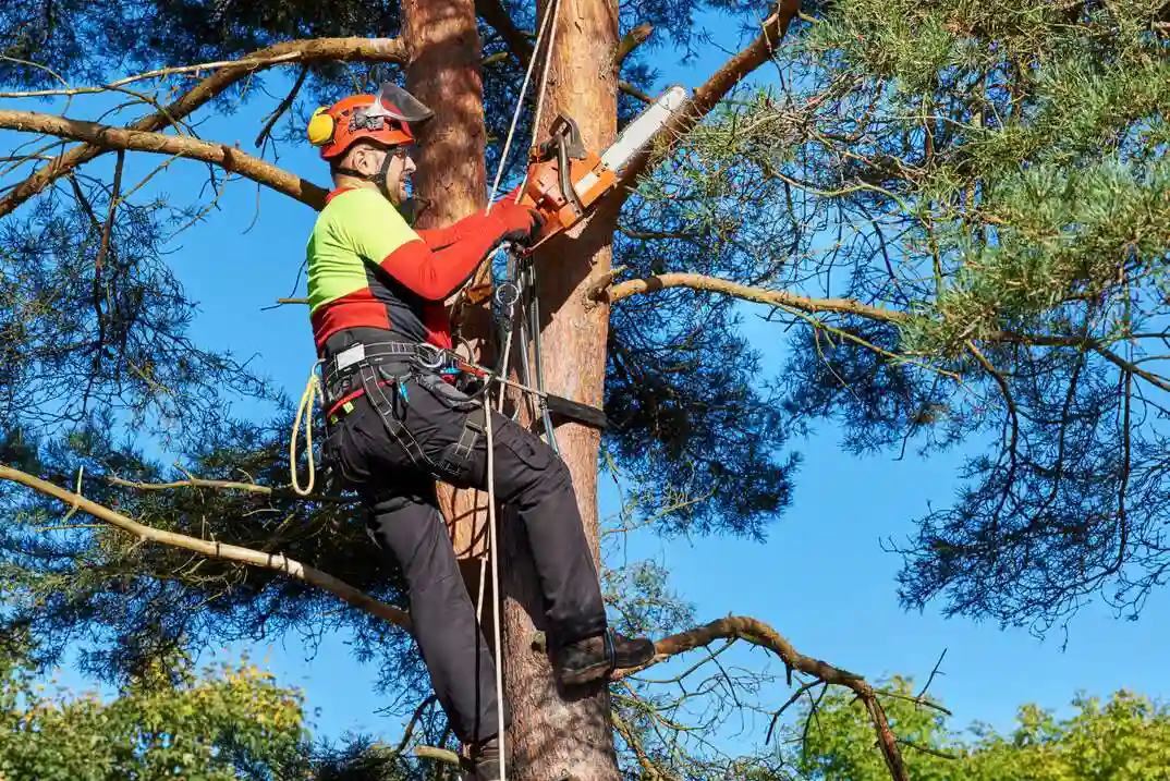 Tree Services Sydney